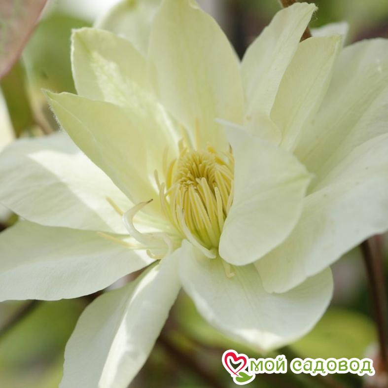 Клематис МЭРИ-КЛЭР