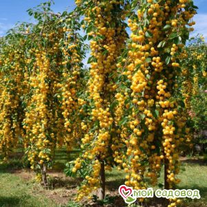 Черешня Брянская Желтая